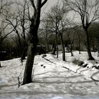 Serino sotto la neve - Boschi di Serrato (taglio)