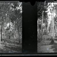 Pineta di Serino. Bosco bruciato (originale)