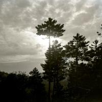 Tramonto nella pineta di Serino (taglio)